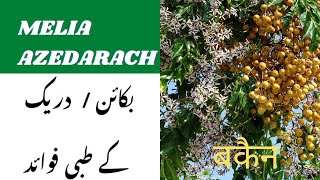 Bakain Tree|| Draik Ka Darahat|| Chinaberry|| Pride of India.دریک کے درخت کے فوائد