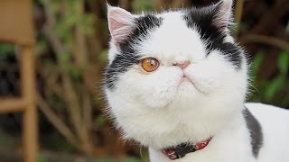 Inspiring One-eyed Cat Finds Forever Home
Grape was found with one eye damaged. This is her incredible story of survival. Inspiring One-eyed Cat Finds Forever Home