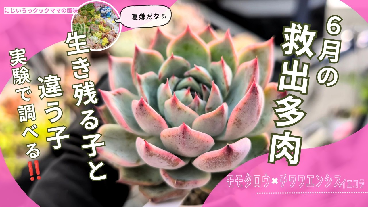 ご確認　多肉 Succulents] Early detection and early treatment are key! [Nijiiro