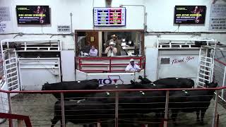 Top-Selling Bred Cows, $2,650 Thank you Scotten Cattle