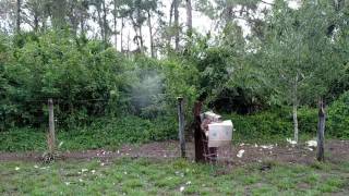 357 Maximum Vs Cabbage