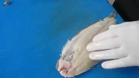 WST-FOOD-01  – PREPARATION  OF   RAW  MATERIALS - FILLETING FISH 4.3