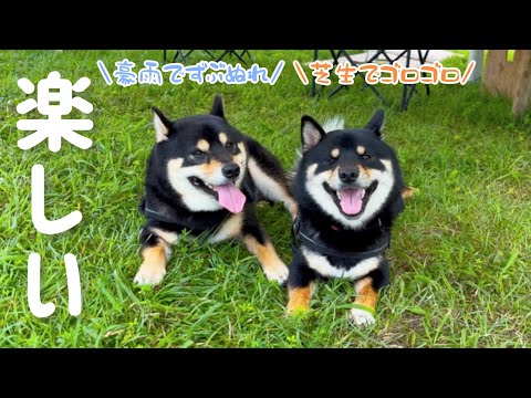 黒柴マロ　生栗 黒柴兄弟まろとぽん太。 - YouTube