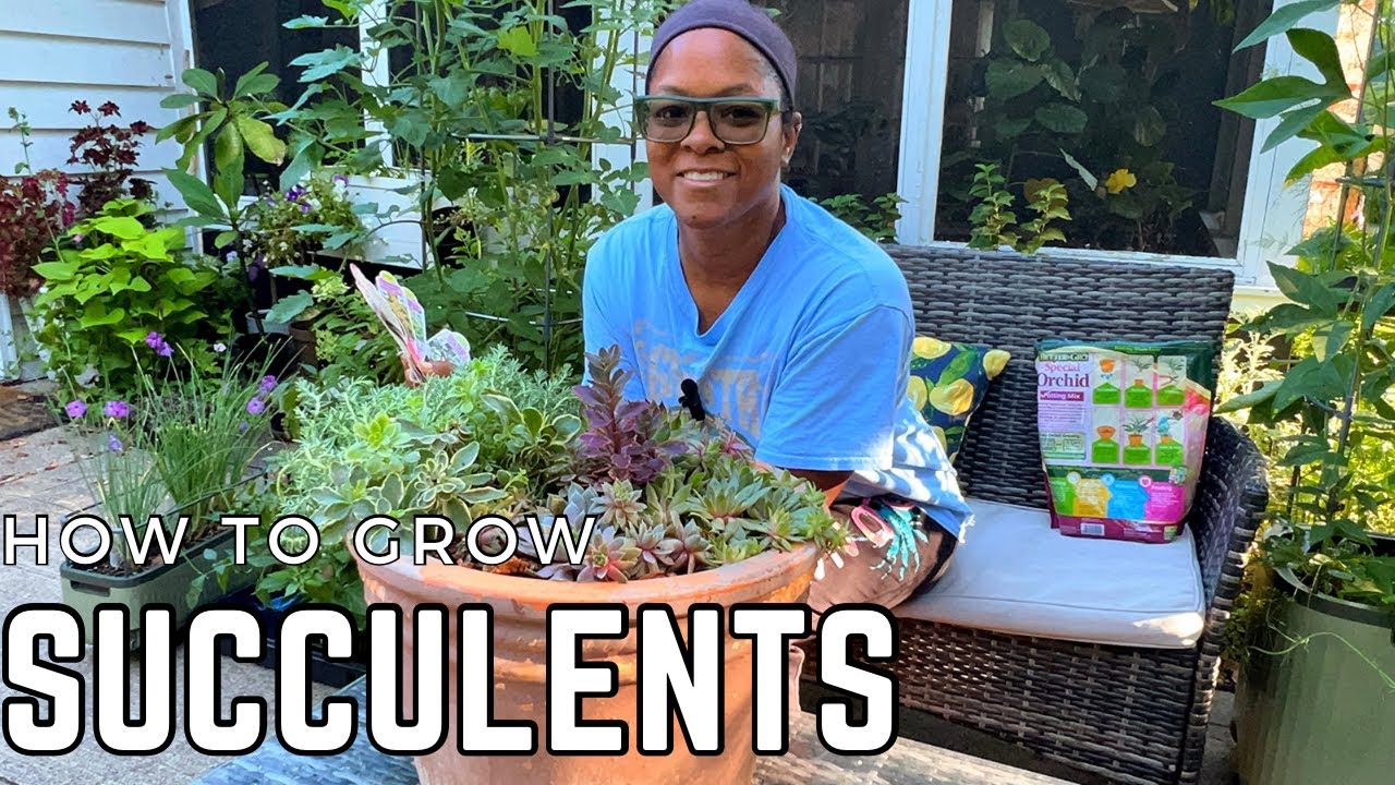 HOW TO CARE FOR SUCCULENTS | GROWING SUCCULENTS INDOORS AND OUTDOORS ...