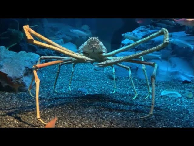 水槽映像】意外とよく歩くタカアシガニ（Giant spider crab）の紹介