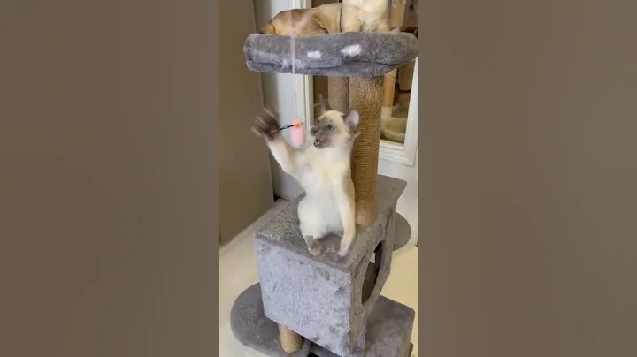 Video 8772661: siamese kitten adopted, kittens hypoallergenic, balinese kittens