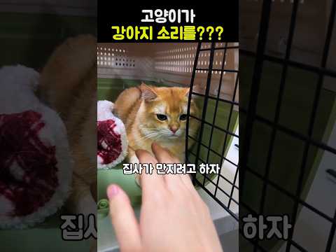 고양이가 강아지 소리를??? #고양이 #고양이쇼츠 #웃긴고양이 #멍멍하는고양이 thumbnail