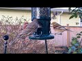 Sunny Winter Gathering: Backyard Birds at the Feeder 🐤🥰✨#backyardbirds
