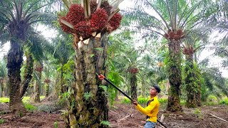 THE AMAZING OIL PALM HARVEST