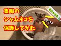 【柴犬】寒空の下、天から降ってきた命をまたも救った柴犬虎次郎！【茶虎猫】