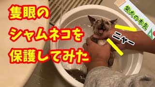 【柴犬】寒空の下、天から降ってきた命をまたも救った柴犬虎次郎!【茶虎猫】