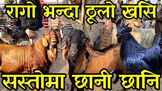 भालेको मुल्यमा रागो भन्दा ठूलो  खसी छानी छानी किन्न पाइने शनिस्चरे खसी बजारमा village goat  market