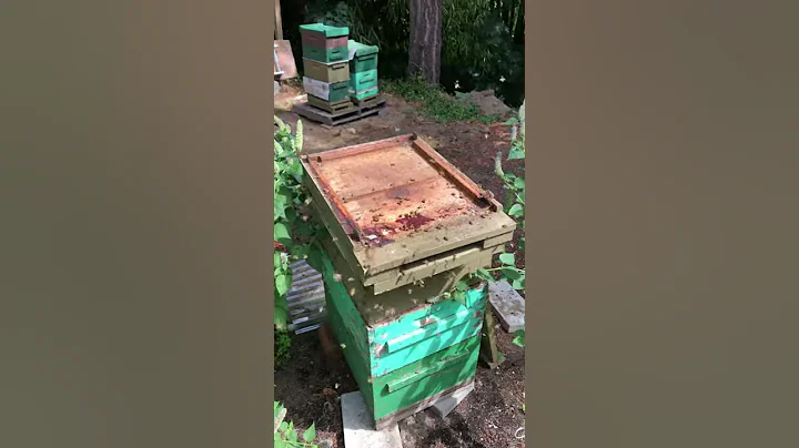 Bees moved 4 yards