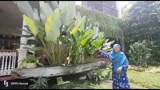 BUNDA HALIMAH PAKAR HERBAL INDONESIA ASLI MADURA