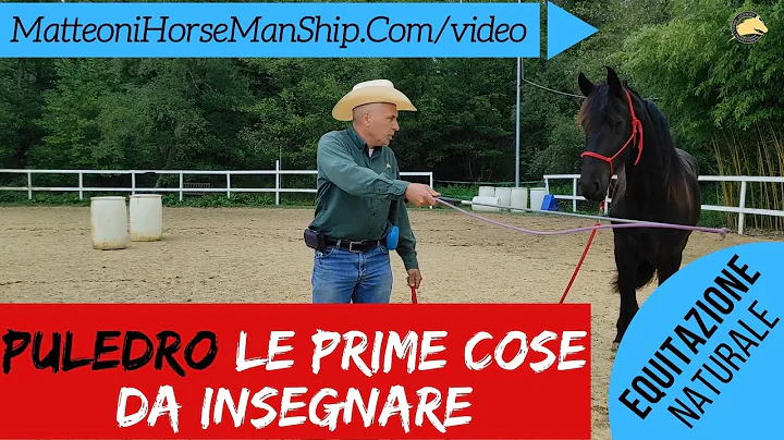Cosa deve saper un Puledro  Le prime cose da inseg...