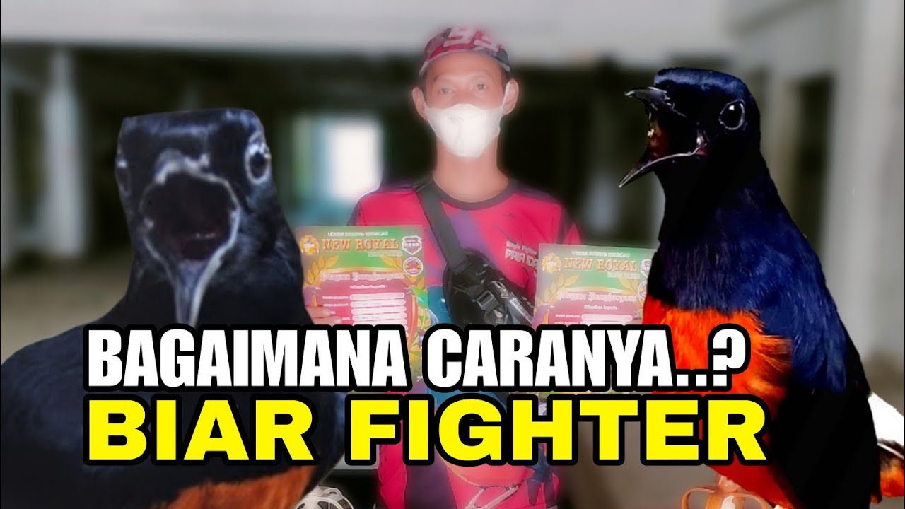 setingan dan perawatan juga harus cocok, agar murai jadi fighter dan stabil