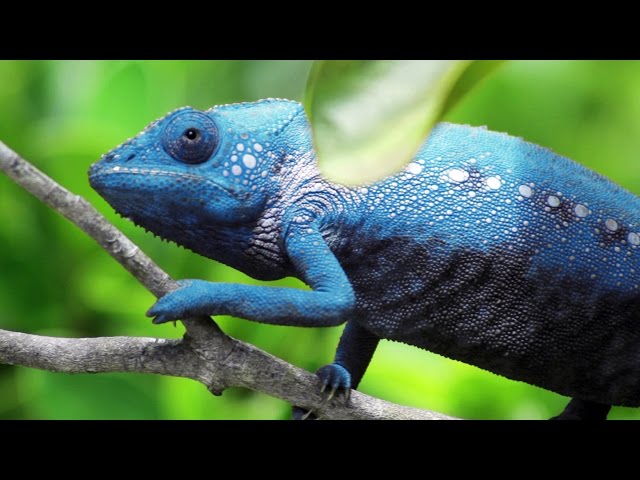 Why Do Chameleons Change Color and How Do They Do It? - Color Meanings