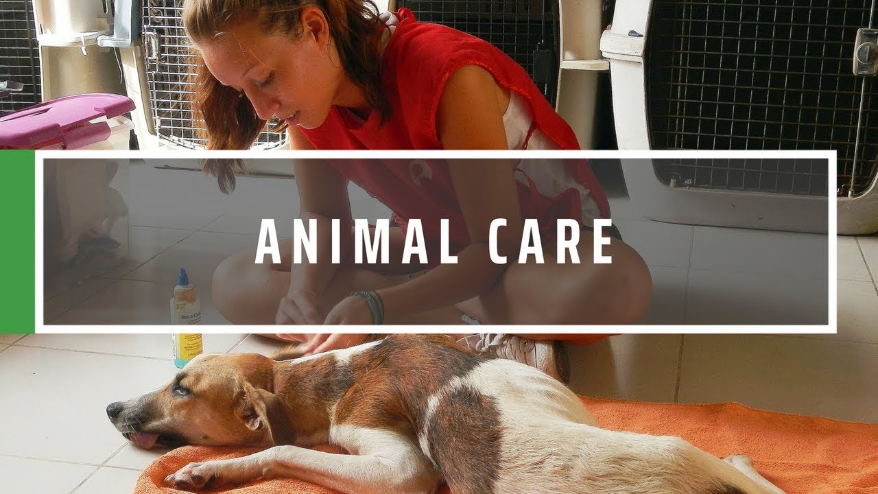 volunteer-with-animals-abroad-gvi-youtube