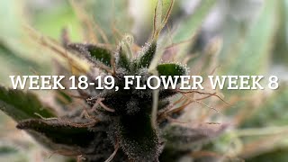 #420GTGT Afgoo OD, week 18-19, flower week 8