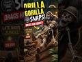 Mr. Bones Vs Gus! Funny Attack Gone Wrong! Silverback Rage Shorts.mp4