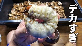 【shoさん専用】BBC ライフ・イン・ザ・アンダーグロウス/昆虫の世界 Amazon.co.jp: BBC ライフ・イン・ザ・アンダーグロウス/昆虫の