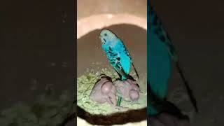 budgies breeding progress#minivlog #3