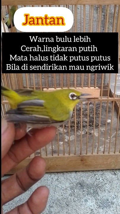 Perbedaan pleci jantan dan betina #birds #burung