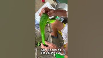 Chuyên gia bắt răn lục đuôi đỏ cực độc bằng tay ko liều mạng nhất là đây p1