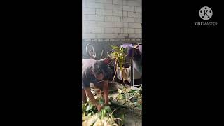 Pakan Terbaik Untuk Sapi