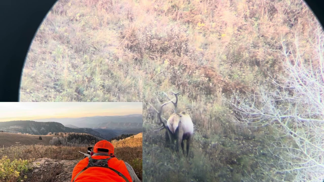 2024 Colorado Public Land Elk Hunt - 330" 7x6 Bull Down @ 500yds. 