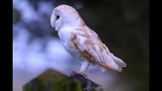 Barn Owl