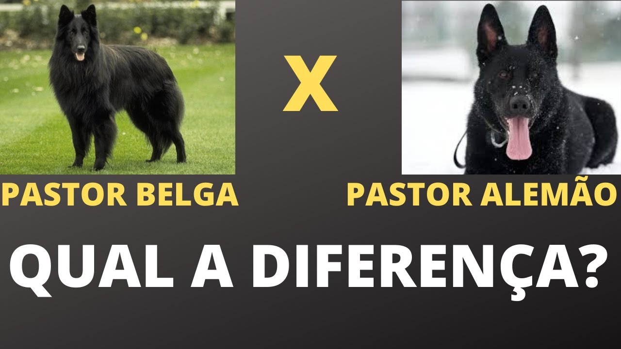 Pastor Belga Groenendael: saiba tudo sobre esse Pastor Belga