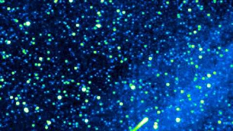 Comet C/2011 W3 Lovejoy in STEREO H1A 12-13 December 2011