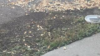 Chipmunk Feeding on Bird Seed in the Driveway Stuffing Her Cheeks Full of Seeds in Colorado