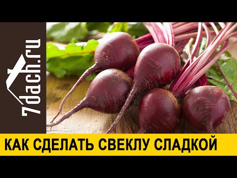 Видео: Сколько времени нужно, чтобы свекла выросла?