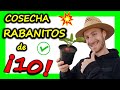 🌟 INCREIBLE 🌟 COSECHA de RABANITOS ✅ | MacetoHuerto |