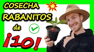 🌟 INCREIBLE 🌟 COSECHA de RABANITOS ✅ | MacetoHuerto |