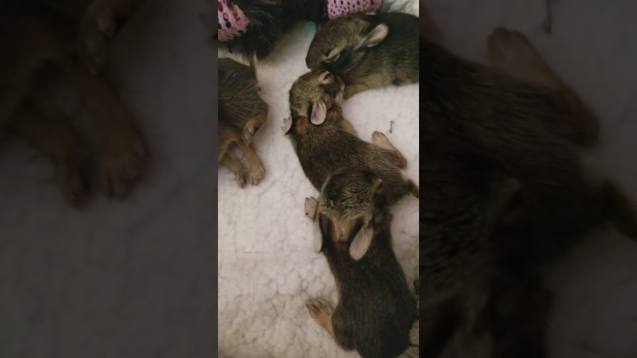  Baby bunnies