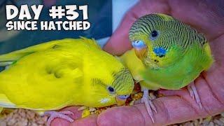 Hand Feed Baby Budgies | Ultimate Taming Guide