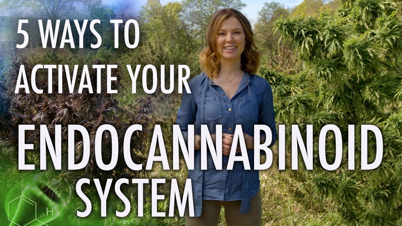 5 Ways to Activate Your Endocannabinoid System! | CBD Series