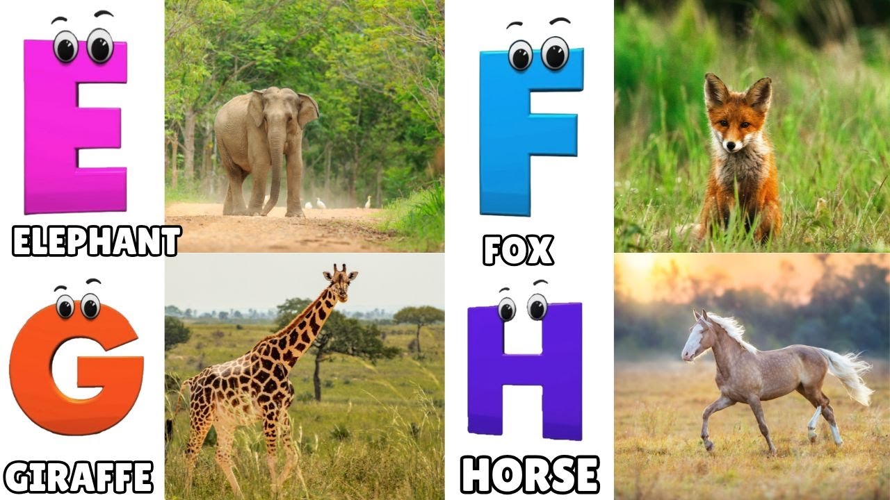 Alphabet Animals Song | Learn the ABC Alphabet Animals Song for Kids | ABC Alphabet Phonics Song