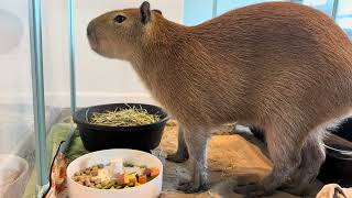 Living With Capybaras: Come Do Morning Chores With Us!