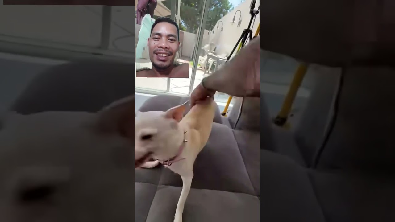 Chihuahuas angry animal lover ?? #chihuahua #dog #puppy #pets #viralvideo