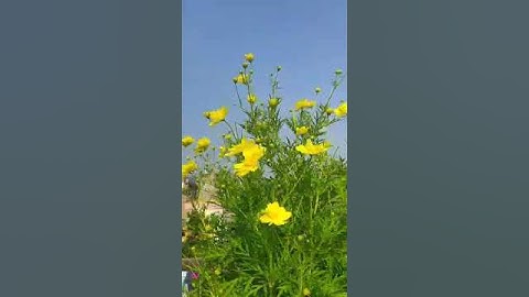 Thumbnail of Kosmos flowers #shortsvideo #youtubeshorts #flowers