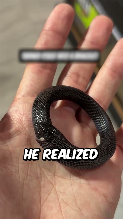 Did This Snake Just Become an Ouroboros? 😳 (@n8notsogr8 on Instagram) #shorts