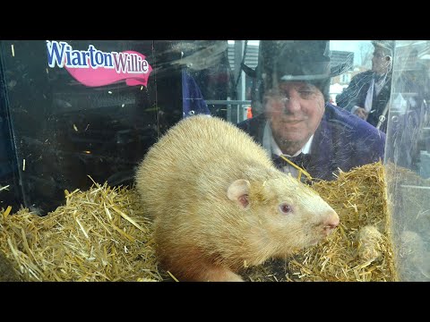 Ontario groundhog Wiarton Willie predicts an early spring