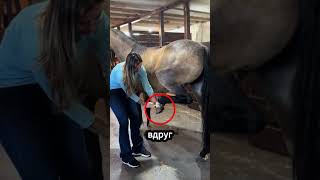🐴 Лошади сняли боль иглой! #лошадь #акупунктура #лечениеживотных