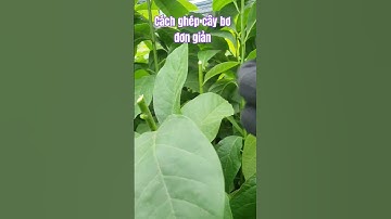 Cách ghép cây Bơ nhanh ra trái