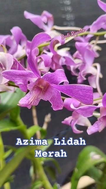 Dendrobium Kapalama Azima Lidah Merah #koleksianggrek #orchid #anggrekkoleksi #anggrekjadul
