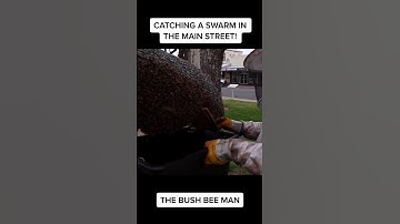 Catching a bee swarm in the Main Street of our country town!